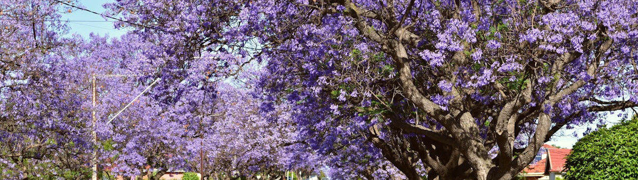 Making a Will in South Australia
